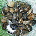 しのっこ2's cooksnap of when they made あさりの下処理　砂抜き　塩抜き.