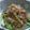 sakuni's cooksnap of when they made みょうがとキュウリのさっぱりサラダ.