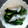 pegu0404's cooksnap of when they made 昔っからの大根の浅漬け.