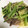 facai's cooksnap of when they made 小松菜と牛肉のオイスターソース焼きそば.