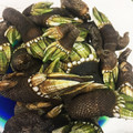 cocomi's cooksnap of when they made 簡単♪亀の手の塩茹で♪食べ方.