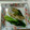 美味しい嬉しい's cooksnap of when they made タラのあっさり中華蒸し.