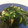 クックNNC7CY☆'s cooksnap of when they made 男の料理～！舞茸のバター炒め～！.