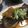 happy7533's cooksnap of when they made 子持ちカレイ煮付け：あめ色大根添え.