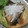 かす”お's cooksnap of when they made 赤カレイの煮付け.
