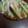 しんし～'s cooksnap of when they made 大根ときゅうりの簡単浅漬け.