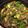 shunkyo's cooksnap of when they made 豚バラ肉と小松菜のふんわり玉子炒め.