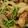 waka_'s cooksnap of when they made 簡単！豆苗入り豚の生姜焼き.