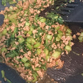 ゆっきぃ818's cooksnap of when they made 小松菜の中華風そぼろ丼.