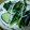 angelina7's cooksnap of when they made 超簡単★ぴりっとオイキムチ.