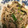 にむばすしゅたーぜん's cooksnap of when they made たっぷりきのこと豚肉の煮物.