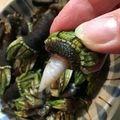 おぐにゃんこ's cooksnap of when they made 亀の手の塩茹で.