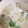 immi74's cooksnap of when they made ネギたっぷり！水餃子のみぞれ鍋風スープ.