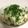 ayumi321's cooksnap of when they made 白菜とささみのおかずナムル.