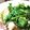 patracchi's cooksnap of when they made 香菜豆腐.