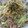 kashikon's cooksnap of when they made めんつゆで簡単！きのこバター焼きうどん★.