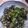 のじまさん's cooksnap of when they made おくらのごまごま和え.