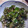 のじまさん's cooksnap of when they made おくらのごまごま和え.