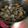 ごめっきー's cooksnap of when they made 潮干狩り！バカ貝の砂出し.