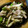 低カロ探検隊's cooksnap of when they made 豚肉とピーマンの細切り炒め.