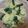 smile2525☆'s cooksnap of when they made 鶏肉のネギ塩タレ焼き.