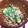 pen313's cooksnap of when they made オクラの胡麻和え.