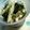 maruru-nn's cooksnap of when they made 春菊とかまぼこの胡麻和え.