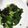 はに333's cooksnap of when they made しっとり海苔の小松菜ナムル.