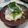 ジョンリークッカー's cooksnap of when they made 夏！！長芋の胡瓜おろしにシラスを乗せて～.
