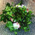 クックUXHZ5T☆'s cooksnap of when they made タコとベビーリフのサラダ 10分.