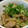 カバガラス's cooksnap of when they made 【一番簡単？！】豚と玉ねぎの生姜焼き.