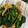 白夜要's cooksnap of when they made 春菊とほうれん草の胡麻和え.