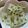 yushisama's cooksnap of when they made ﾏｸﾛﾋﾞ*蓮根の塩きんぴら.