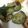 クックZ8J4H4☆'s cooksnap of when they made ゆかり梅入りのきゅうり浅漬け.