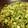 chiriri10's cooksnap of when they made 簡単　はくさいのサラダふりかけ.