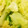 satomirain's cooksnap of when they made きゃべつのゆずこしょう和え.