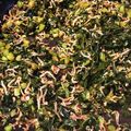mhib0429's cooksnap of when they made ごはんがすすむ！大根菜のふりかけ.