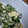ちーぼぼ's cooksnap of when they made かんたん一品♪④ピーマンの旨っマヨ焼き.