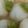 クックW23H80☆'s cooksnap of when they made ストウブでかぶと白菜のスープ煮.
