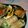 2児ママみきてぃ's cooksnap of when they made お弁当に◎鮭と舞茸のバター醤油.