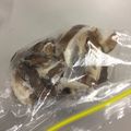 クックBNQ5PD☆'s cooksnap of when they made しいたけ保存っ！ベジバッジで解決っ！.