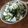 クックFLNOR9☆'s cooksnap of when they made 朝食お握りに♪ 蕪菜飯 … 保存も.