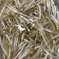 みゆだんご's cooksnap of when they made レンジでチンだけ　モヤシの保存.