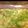 にーなんぐ's cooksnap of when they made セロリのゆず甘酢漬け.