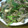 basil19610608's cooksnap of when they made 豚肉とほうれん草と舞茸のオイスター炒め♡.