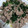 九道礼菜's cooksnap of when they made 春菊と豚肉の香り炒め.