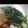 chibijuju's cooksnap of when they made 超簡単 小松菜の中華風炒め.