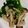 クック5HFFXC☆'s cooksnap of when they made 春菊としめじのポン酢和え.