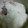 ユーロン's cooksnap of when they made ふんわ～り＊とろろご飯.