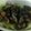 ma___111's cooksnap of when they made レタスとウインナーの甘麹オイスター炒め✿.